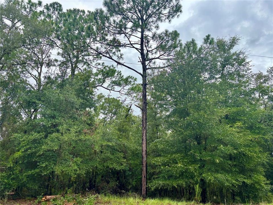 待售: $67,500 (1.13 acres)