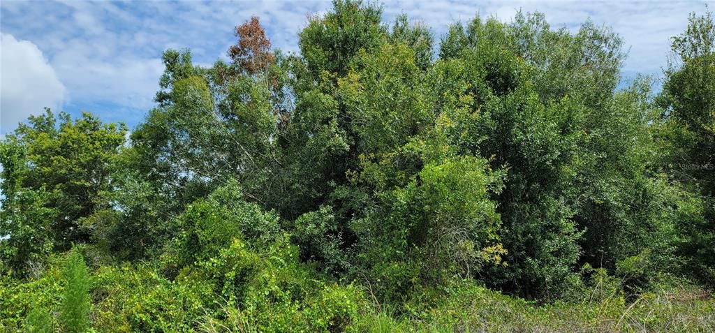 待售: $30,500 (1.25 acres)