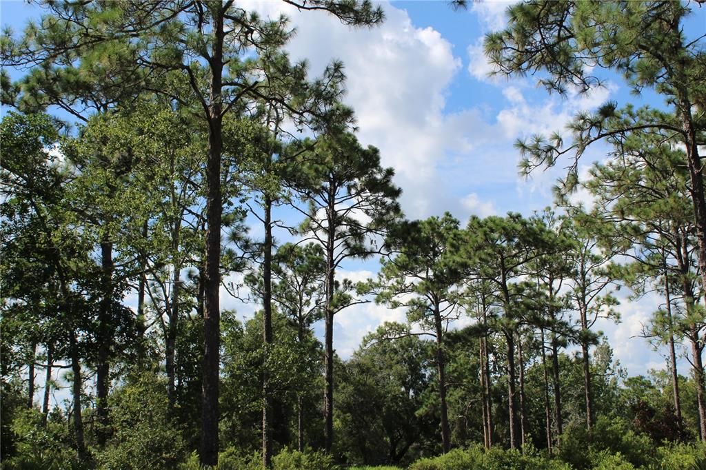 На продажу: $380,000 (1.78 acres)