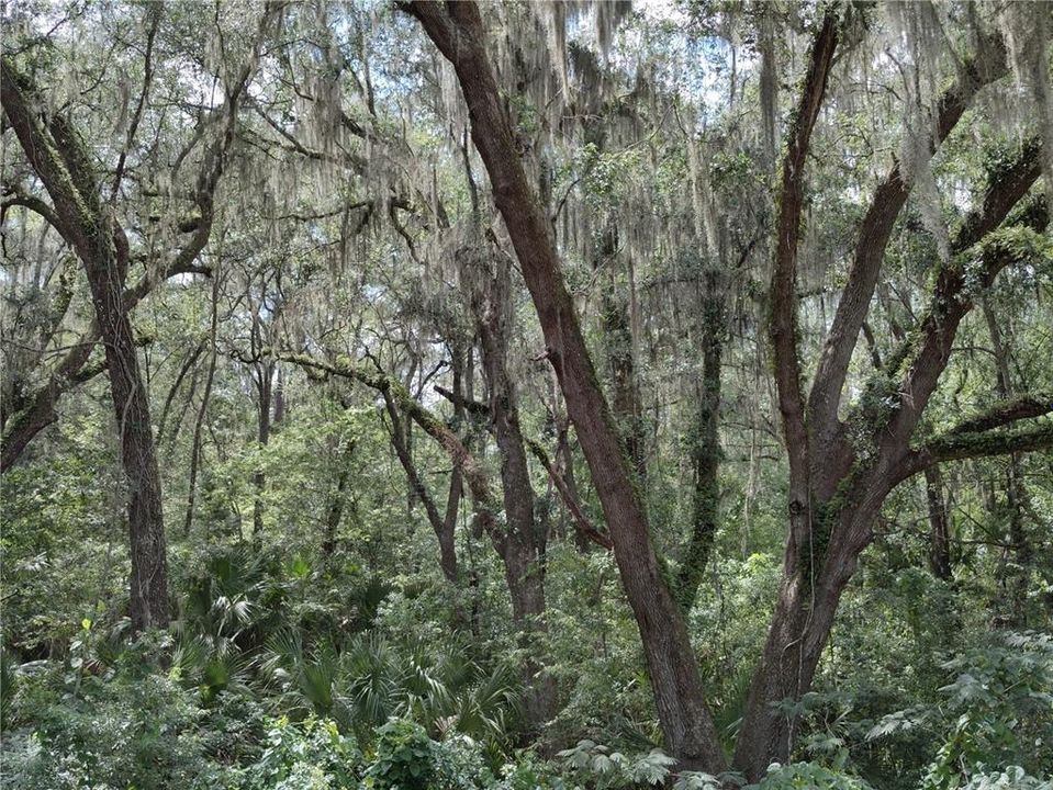 En Venta: $99,000 (0.55 acres)