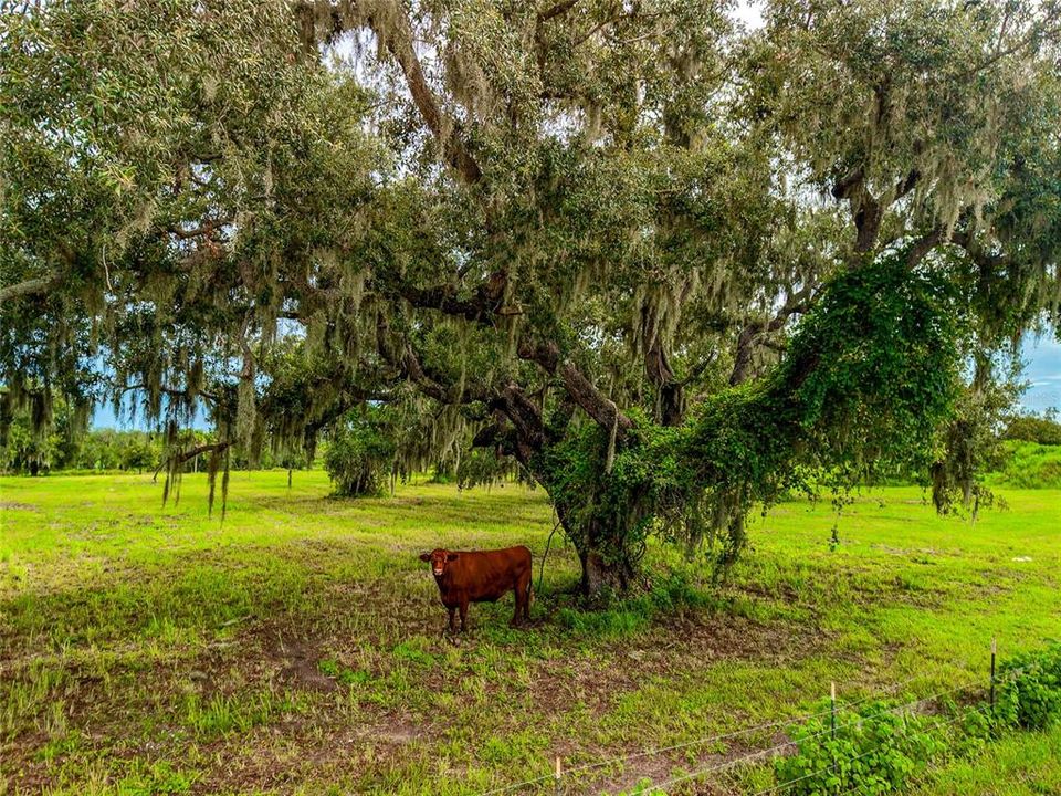 For Sale: $650,000 (5.60 acres)