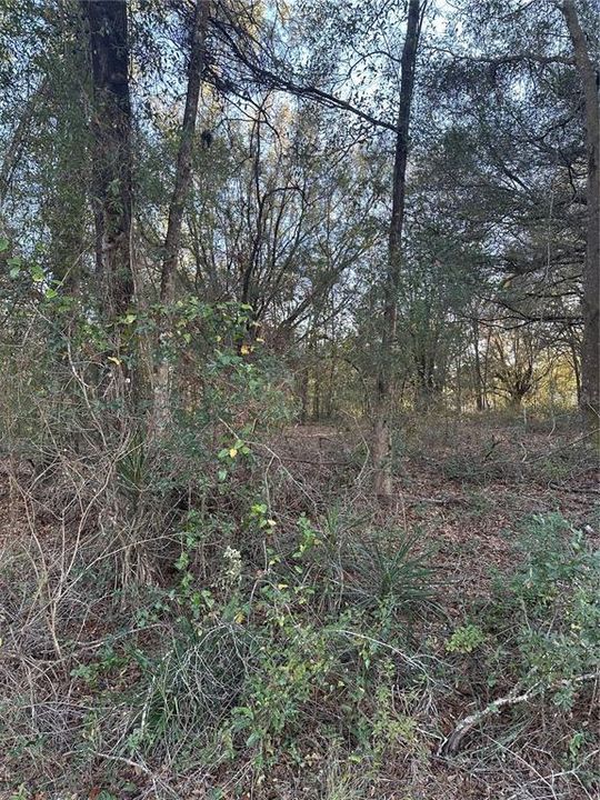 En Venta: $28,500 (0.62 acres)