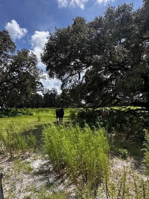 En Venta: $199,900 (10.00 acres)