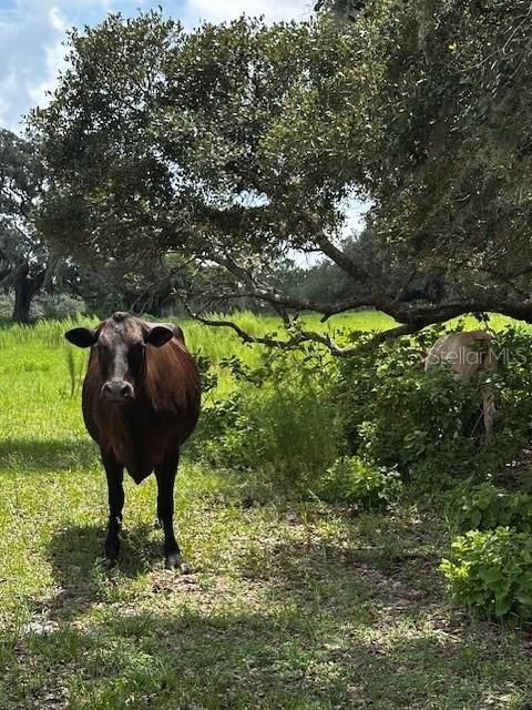 En Venta: $199,900 (10.00 acres)