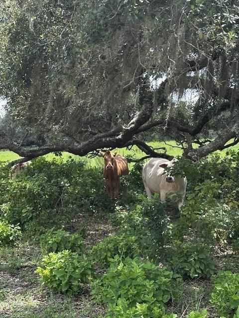 En Venta: $199,900 (10.00 acres)