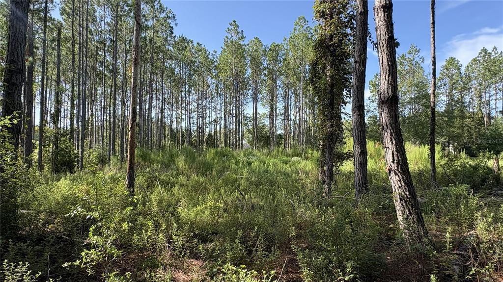 For Sale: $55,000 (0.83 acres)