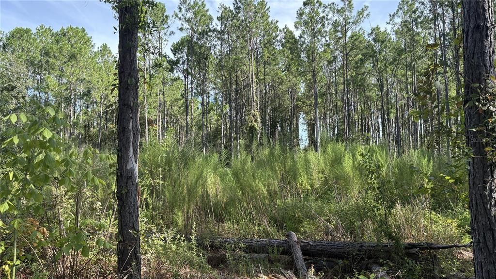 For Sale: $55,000 (0.83 acres)