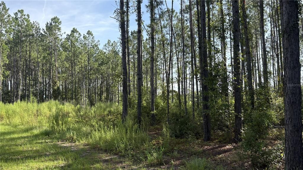 For Sale: $55,000 (0.83 acres)