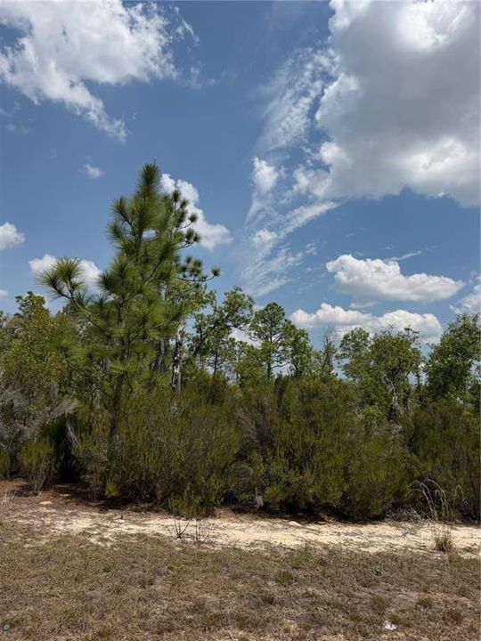 For Sale: $315,000 (20.01 acres)