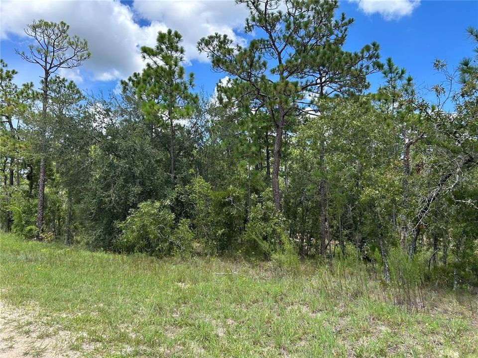 En Venta: $29,900 (1.25 acres)