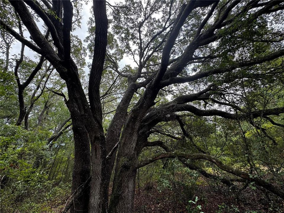 En Venta: $18,000 (0.23 acres)