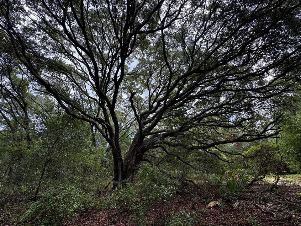 En Venta: $18,000 (0.23 acres)