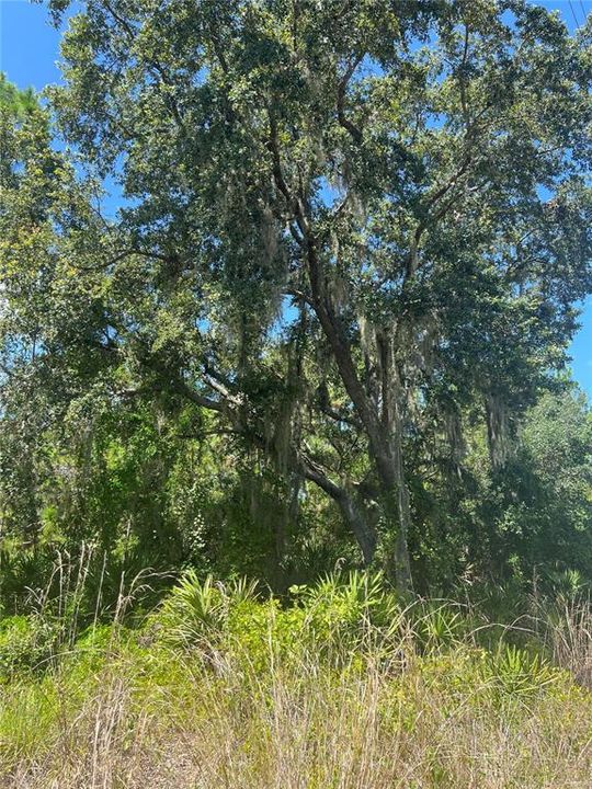 En Venta: $14,500 (0.50 acres)
