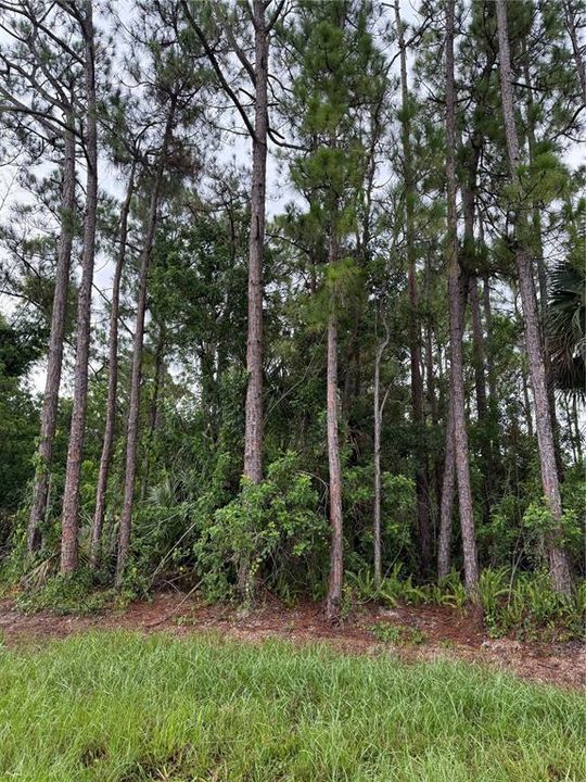 For Sale: $44,900 (0.23 acres)