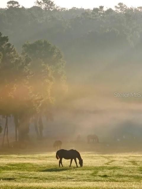 待售: $650,000 (10.71 acres)