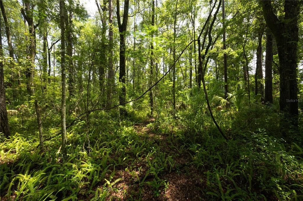 For Sale: $295,000 (0.96 acres)