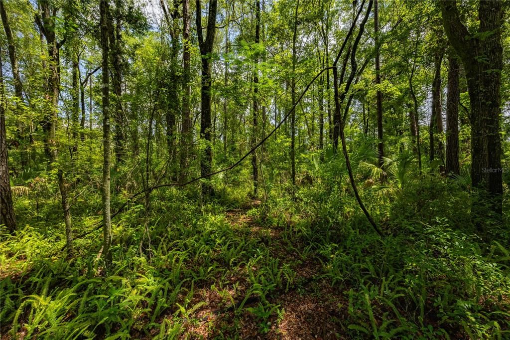 For Sale: $295,000 (0.96 acres)