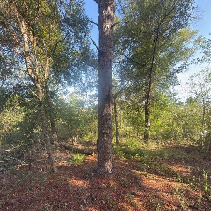 For Sale: $54,900 (1.50 acres)