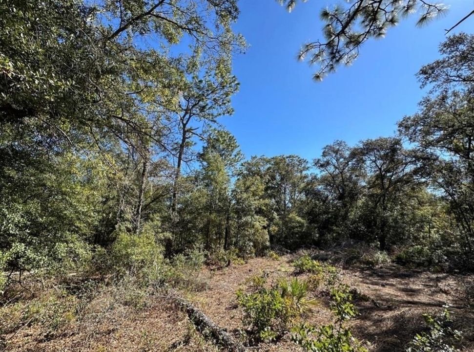 For Sale: $35,000 (1.25 acres)