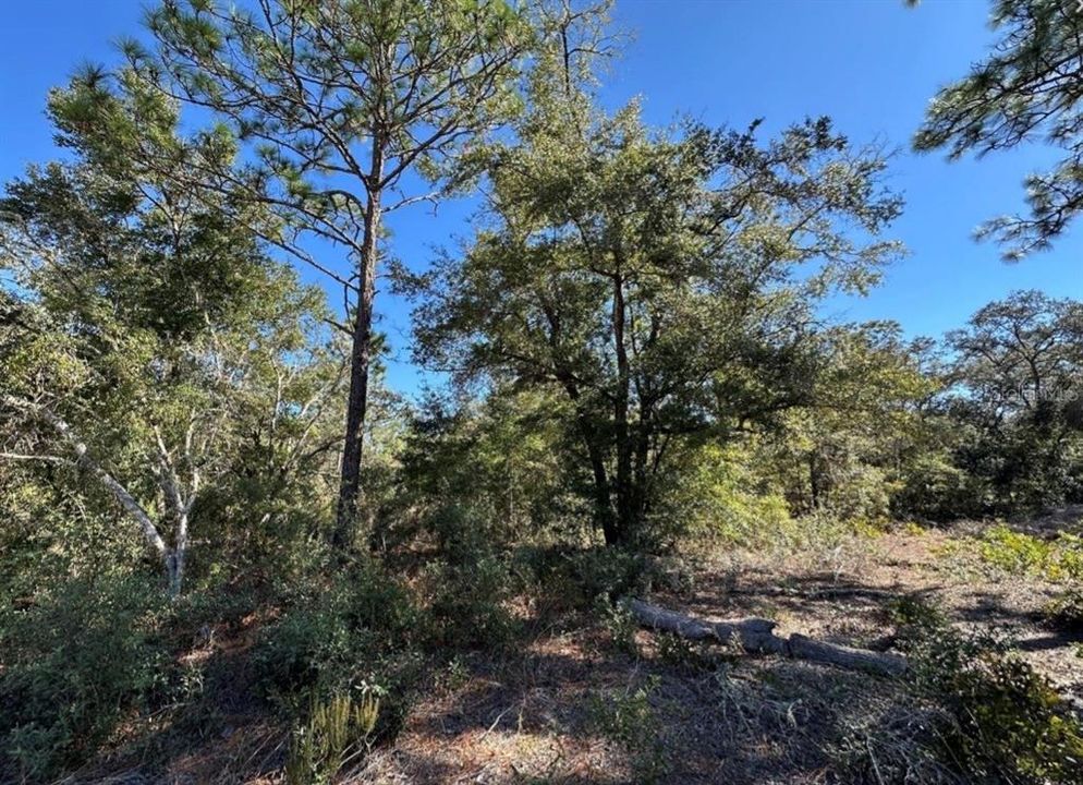 For Sale: $35,000 (1.25 acres)