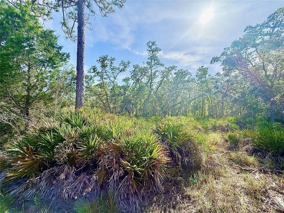 For Sale: $55,000 (1.16 acres)