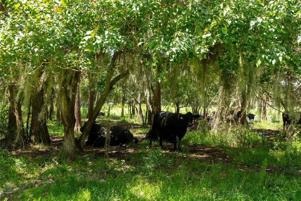 待售: $1,100,000 (121.85 acres)