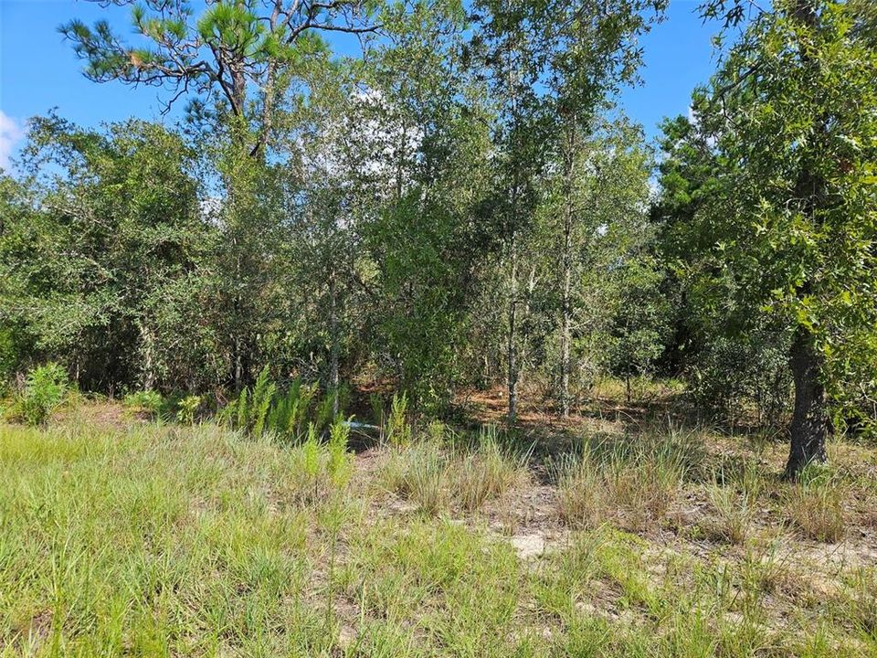 En Venta: $20,000 (0.49 acres)