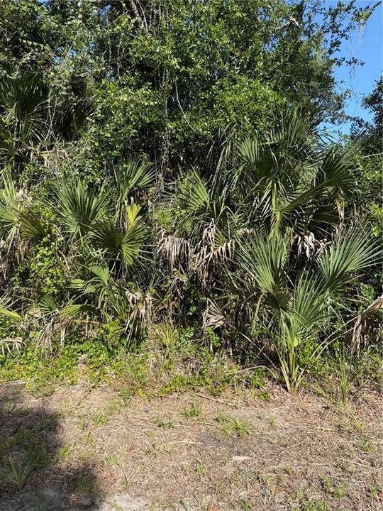For Sale: $19,800 (0.24 acres)
