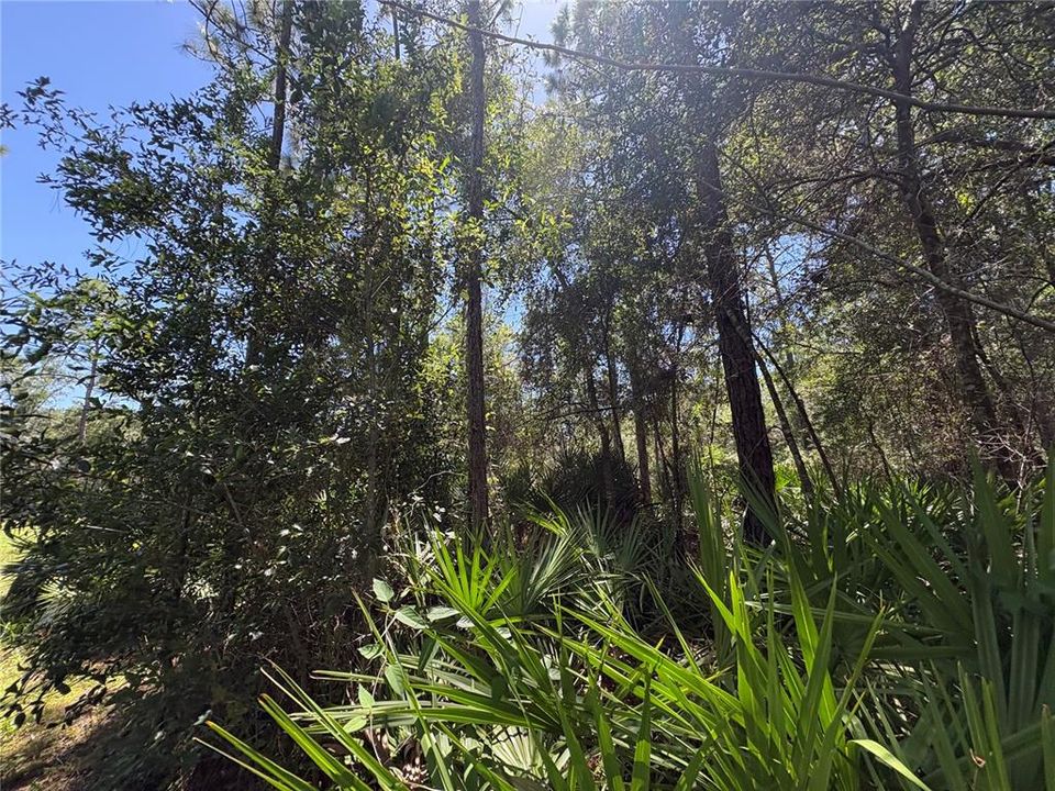 For Sale: $45,000 (1.02 acres)