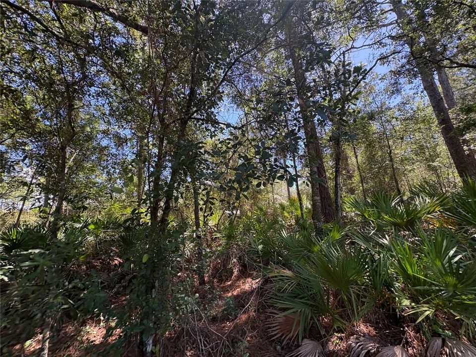 For Sale: $45,000 (1.02 acres)