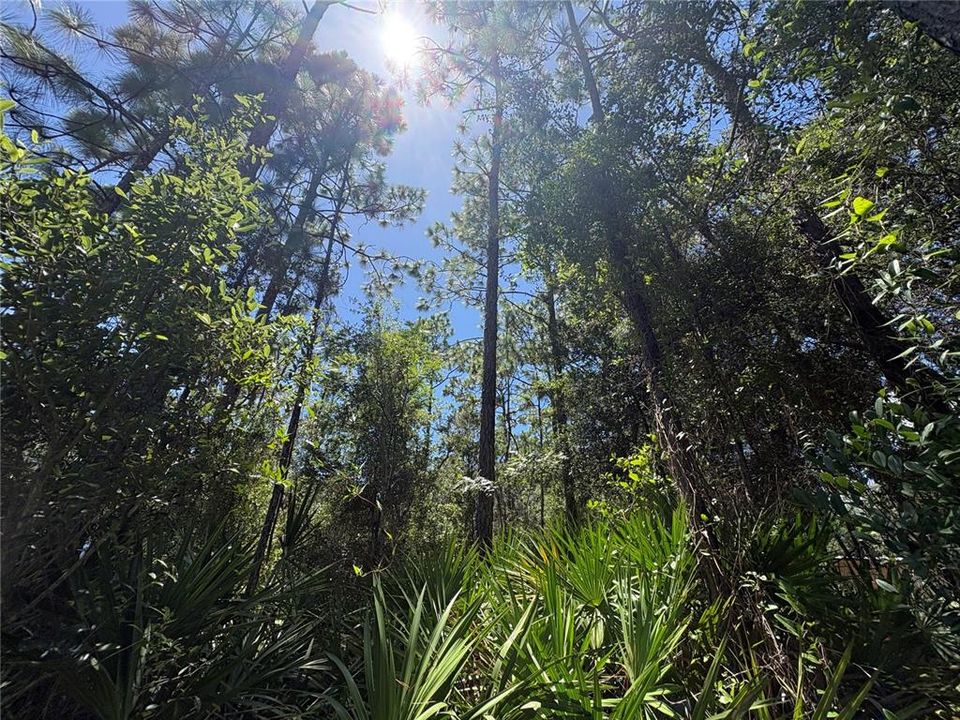 For Sale: $45,000 (1.02 acres)