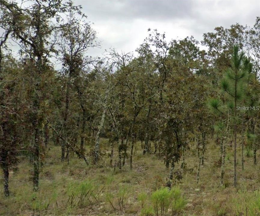 For Sale: $14,000 (0.23 acres)