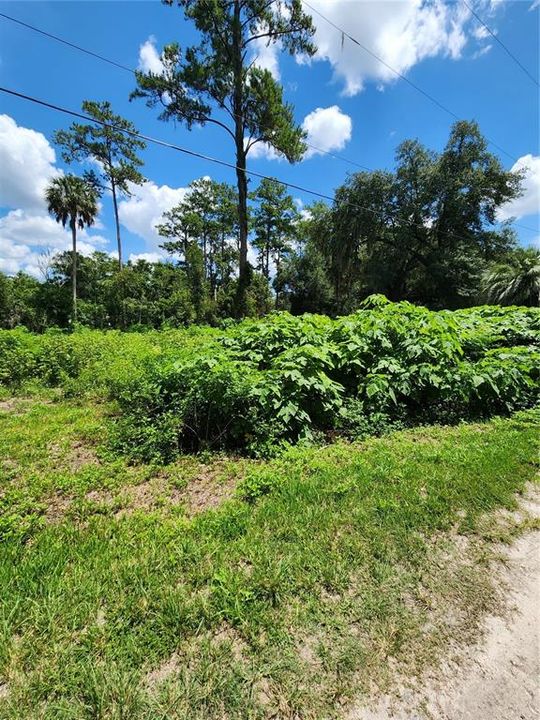 For Sale: $25,000 (0.26 acres)