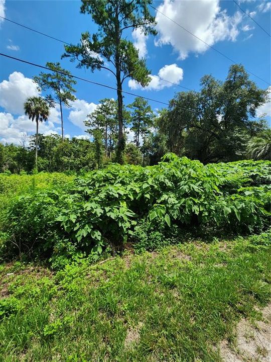 For Sale: $25,000 (0.26 acres)