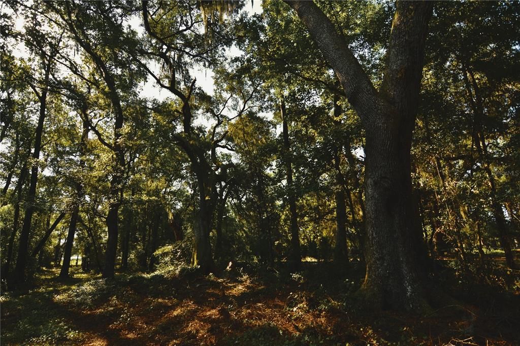 待售: $59,000 (1.93 acres)