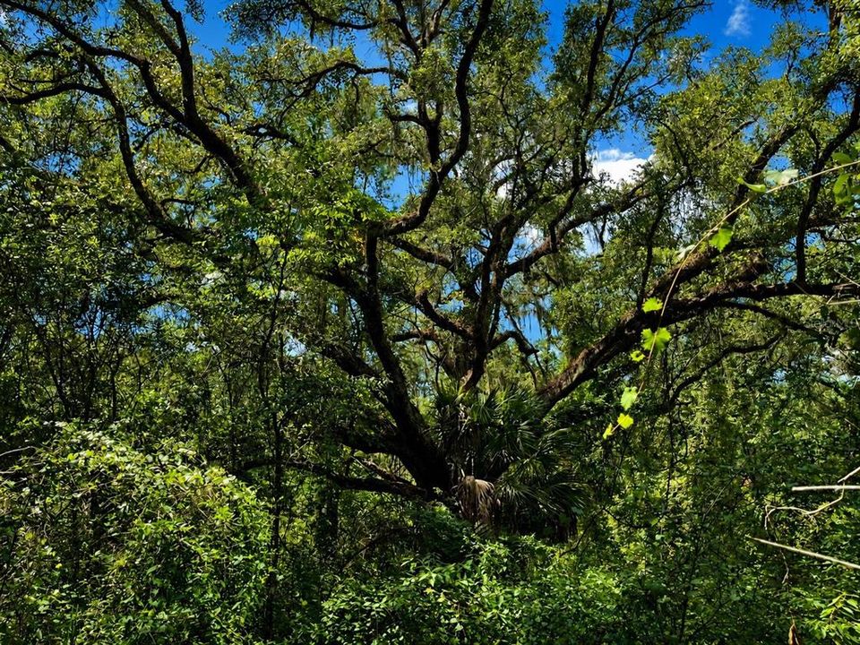 待售: $29,900 (0.46 acres)