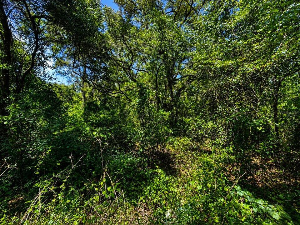 待售: $29,900 (0.46 acres)