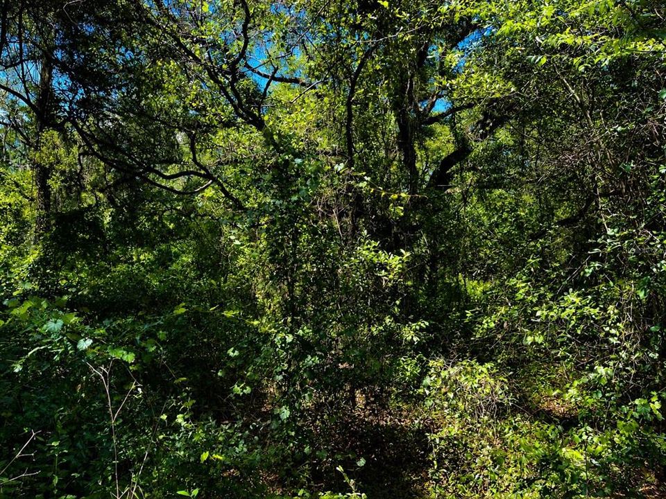 待售: $29,900 (0.46 acres)