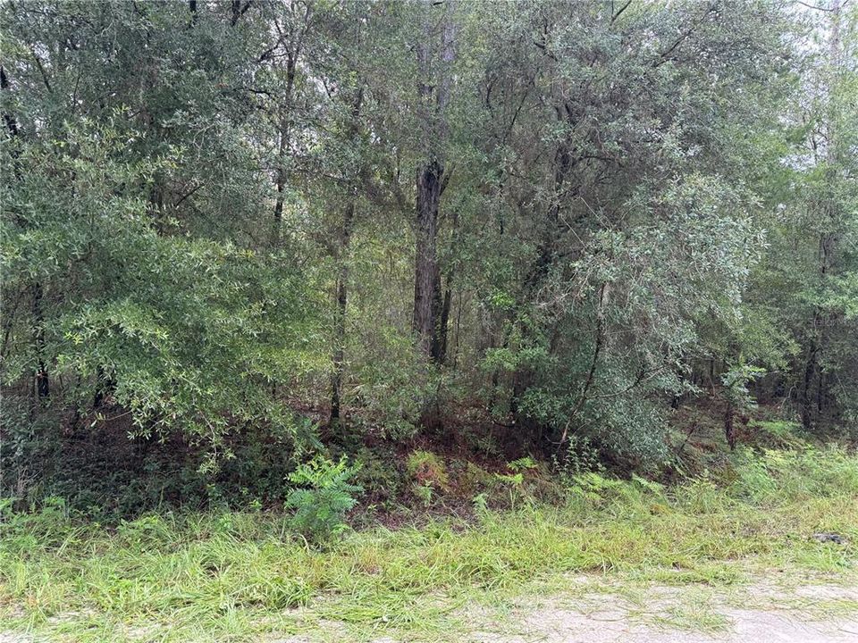 На продажу: $69,900 (1.19 acres)