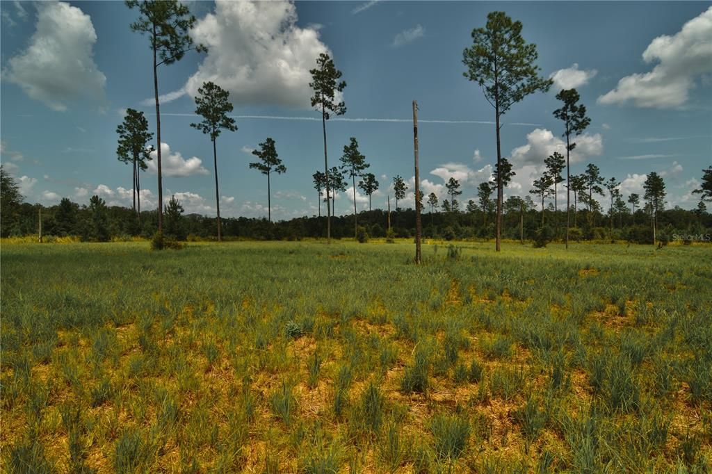 For Sale: $229,000 (20.78 acres)