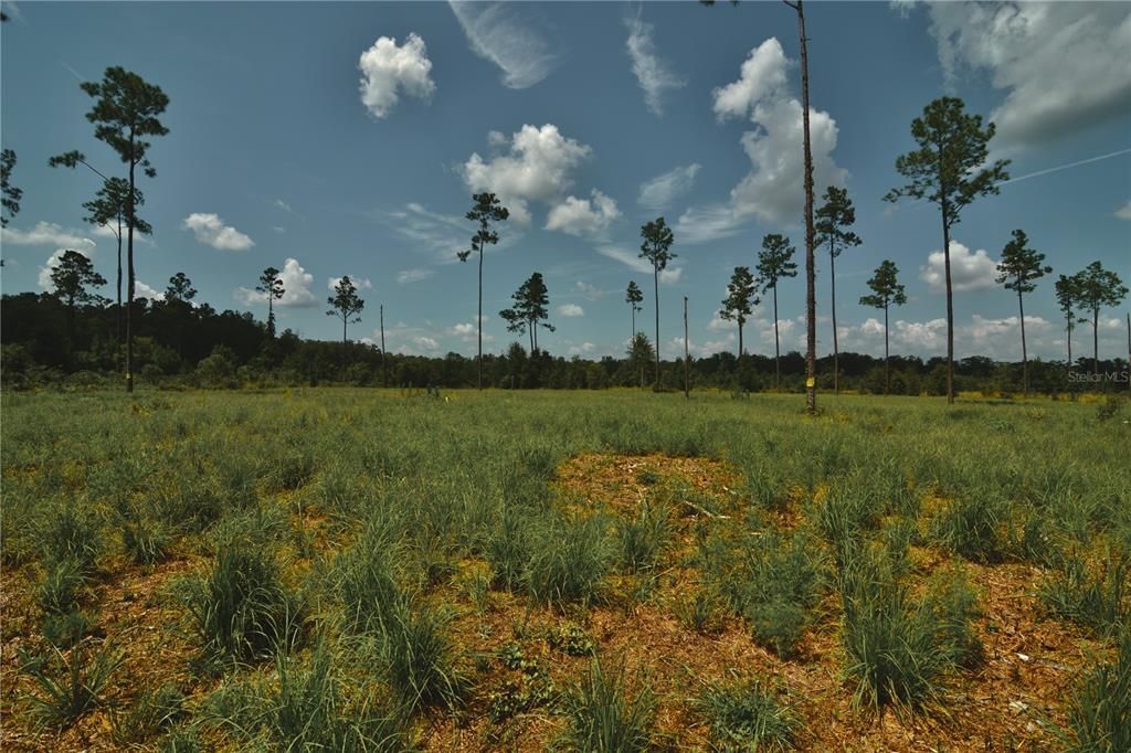 For Sale: $229,000 (20.78 acres)