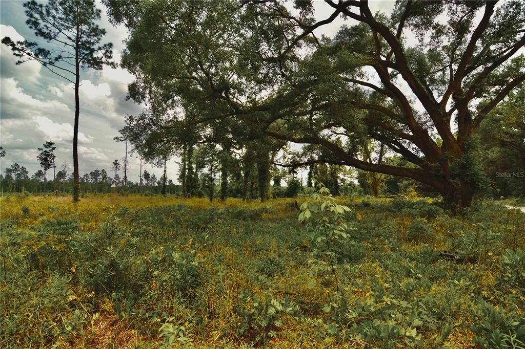 For Sale: $229,000 (20.78 acres)