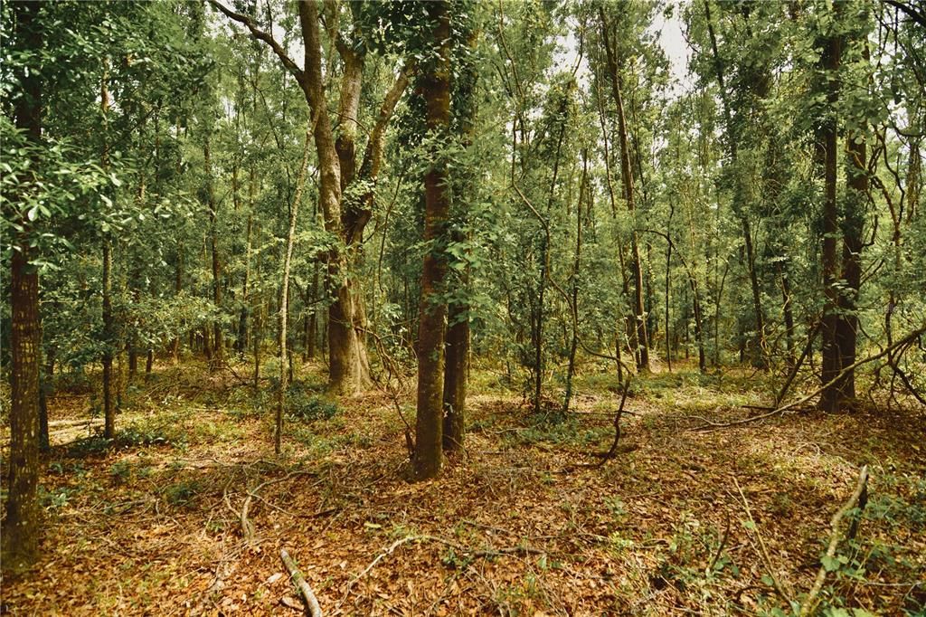 For Sale: $229,000 (20.78 acres)