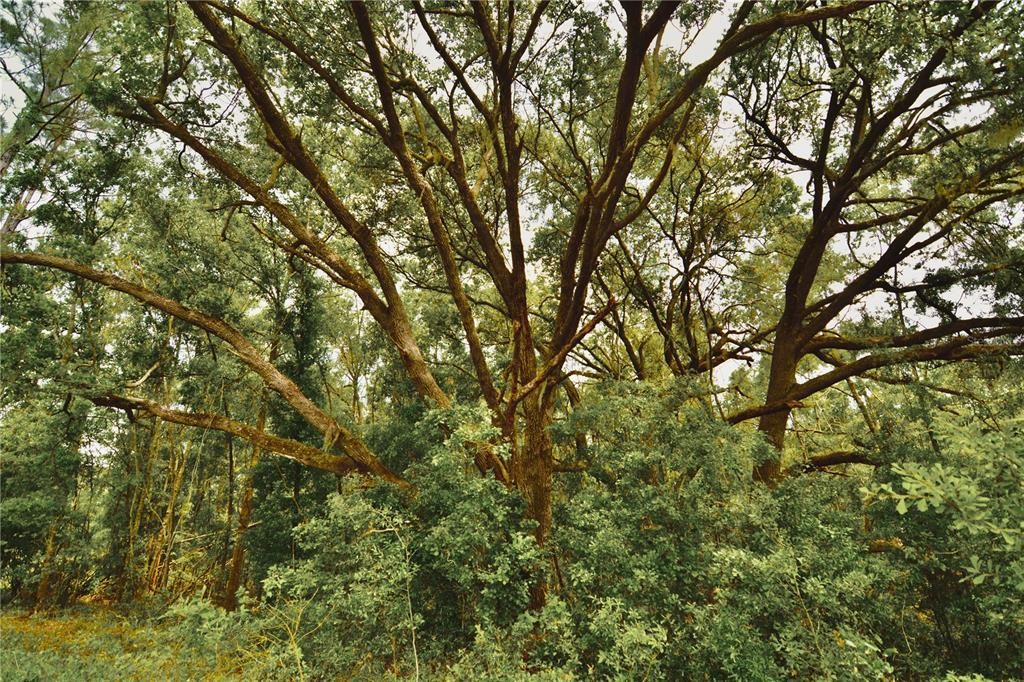 For Sale: $229,000 (20.78 acres)