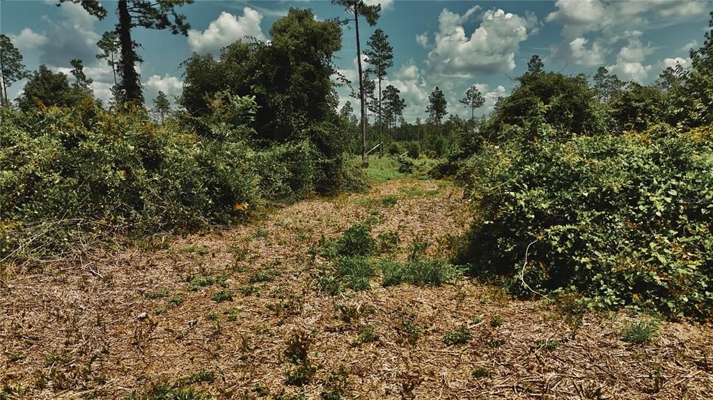 For Sale: $229,000 (20.78 acres)