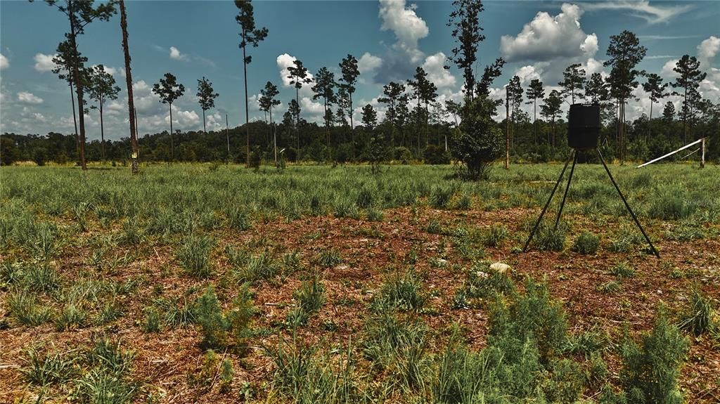 For Sale: $229,000 (20.78 acres)