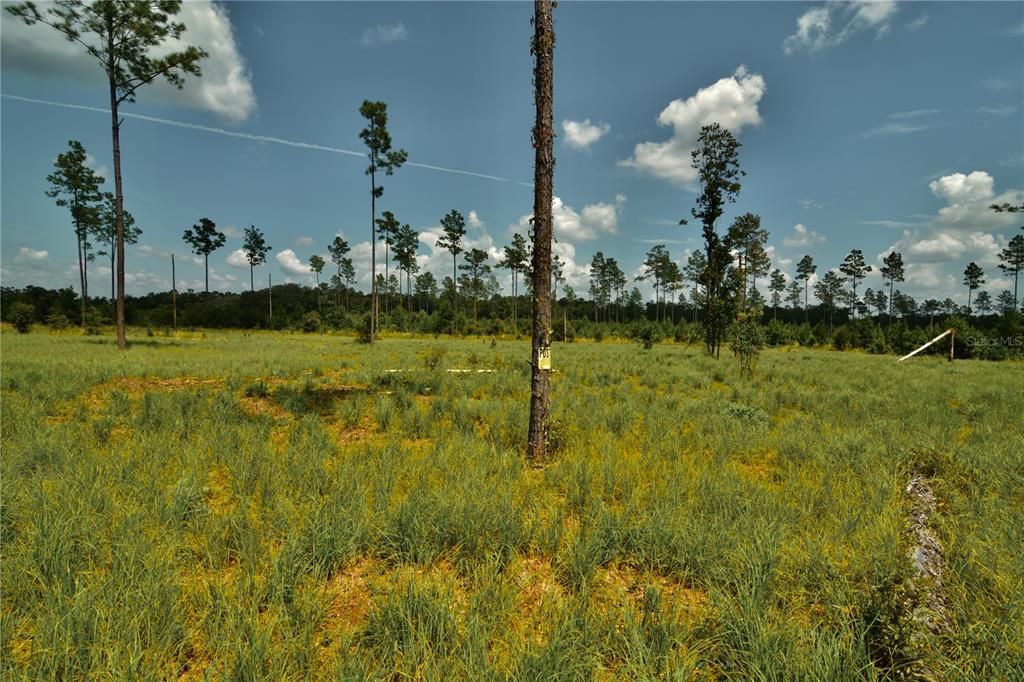 For Sale: $229,000 (20.78 acres)
