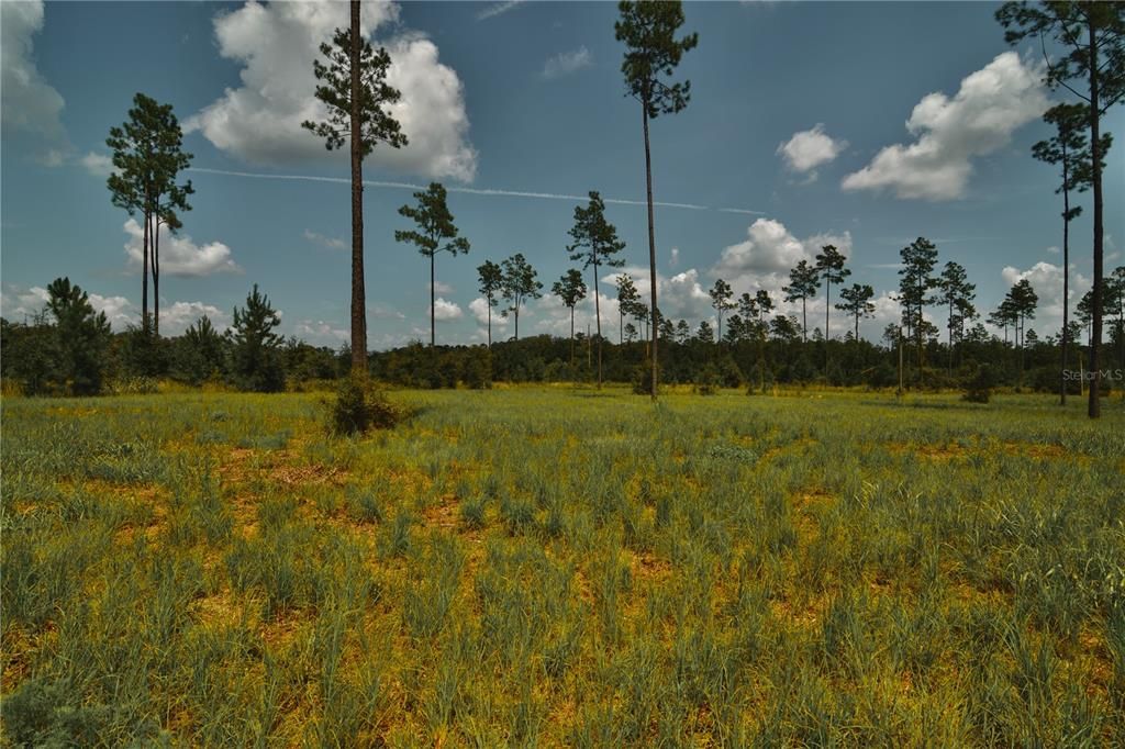 For Sale: $229,000 (20.78 acres)