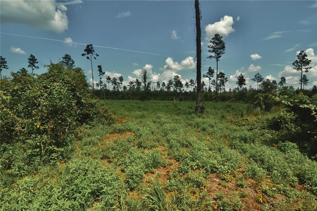 For Sale: $229,000 (20.78 acres)