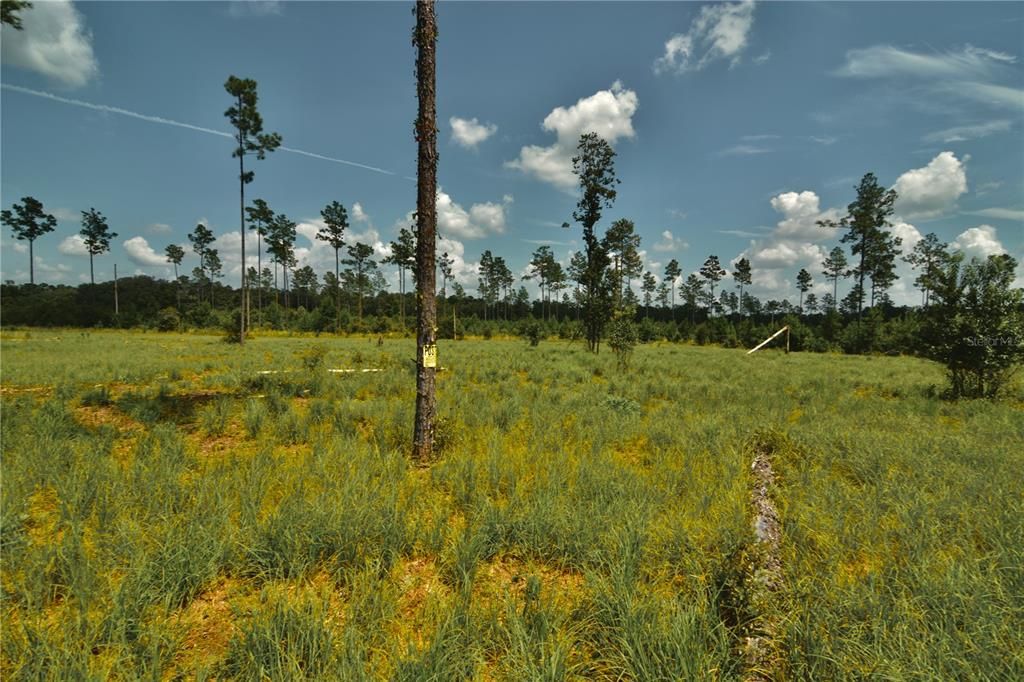 For Sale: $229,000 (20.78 acres)